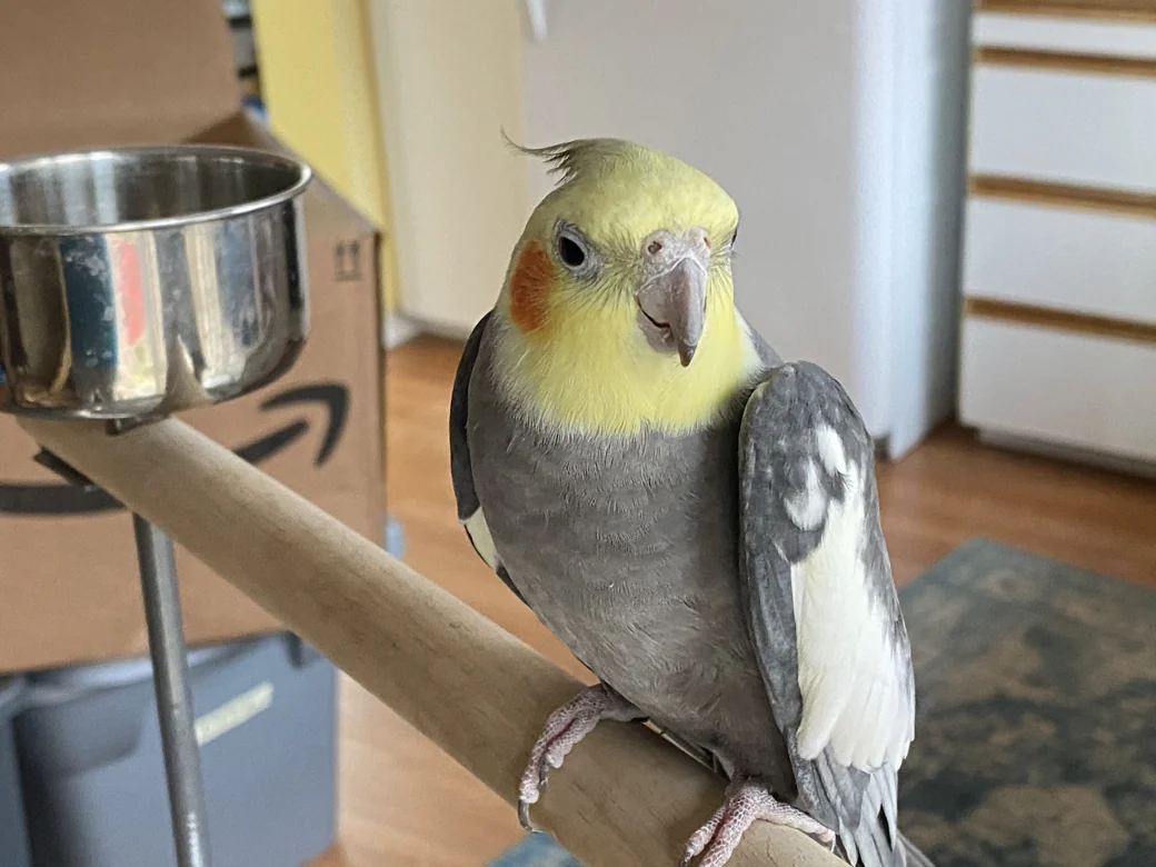 Mighty the cockatiel perched on a chair